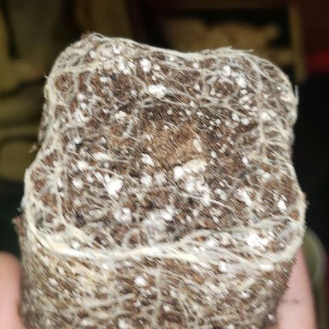 Triple Cheese #1(Fem) growlog photo: Transplanted today into 3 gallon cloth pot