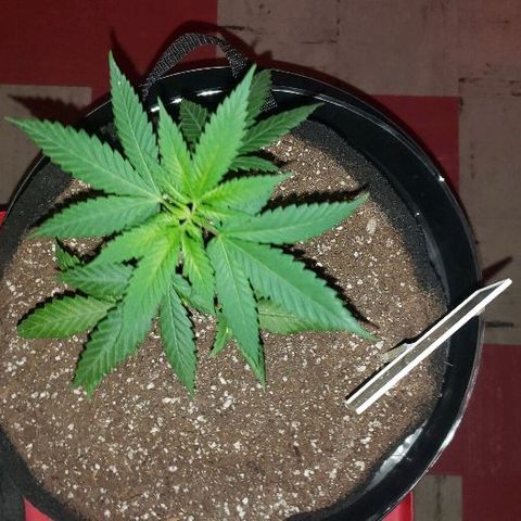 Triple Cheese #1(Fem) growlog timeline photo