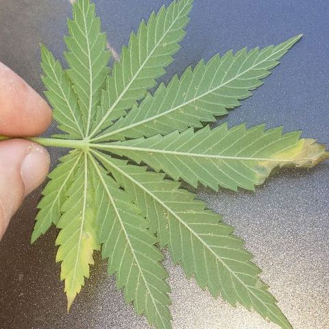 King Tut #3 Fem growlog timeline photo