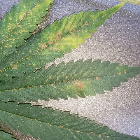 King Tut #3 Fem growlog timeline photo