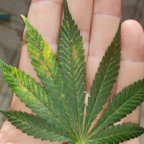 King Tut #3 Fem growlog timeline photo