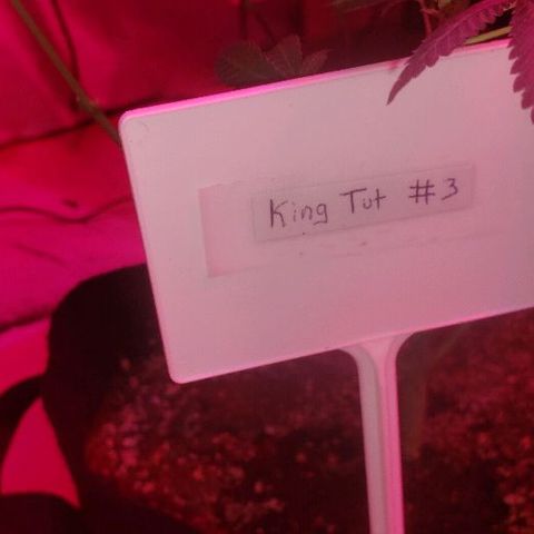 King Tut #3 Fem growlog timeline photo