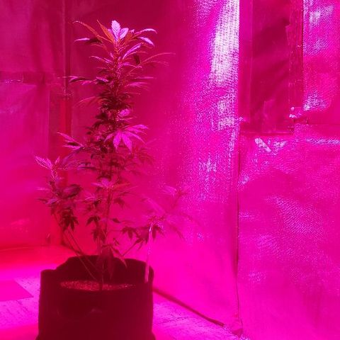 King Tut #3 Fem growlog timeline photo
