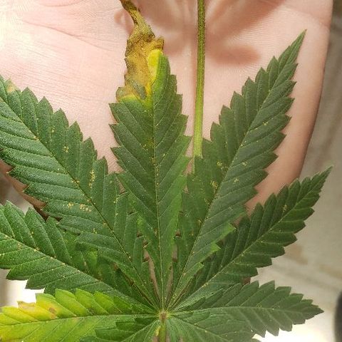 King Tut #3 Fem growlog timeline photo