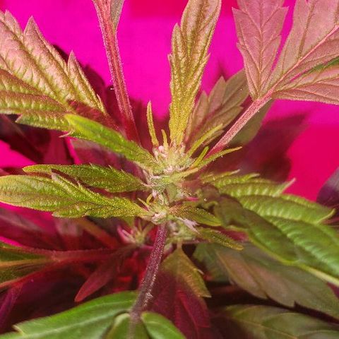 King Tut #3 Fem growlog timeline photo