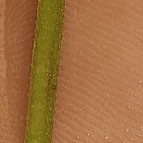 King Tut #3 Fem growlog timeline photo