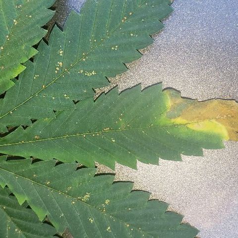 King Tut #3 Fem growlog timeline photo