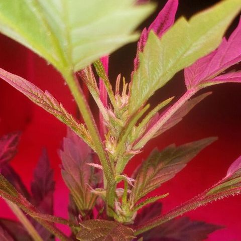 King Tut #3 Fem growlog timeline photo