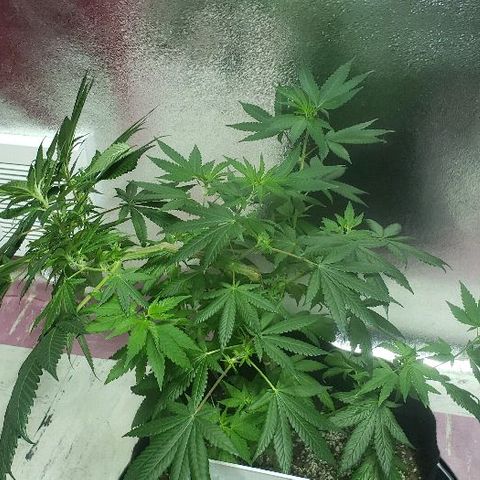 Smurf Punch F1 #3 (Female)  growlog timeline photo