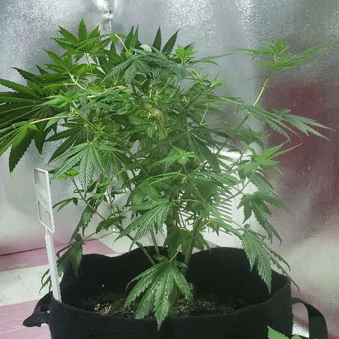 Smurf Punch F1 #3 (Female)  growlog timeline photo