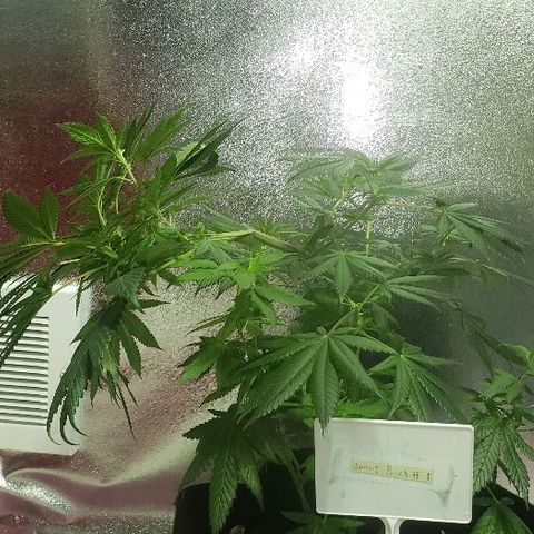 Smurf Punch F1 #3 (Female)  growlog timeline photo
