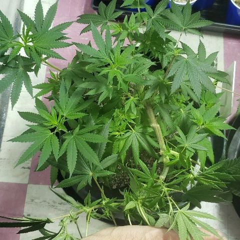 Smurf Punch F1 #3 (Female)  growlog timeline photo