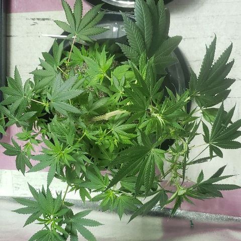 Smurf Punch F1 #3 (Female)  growlog timeline photo