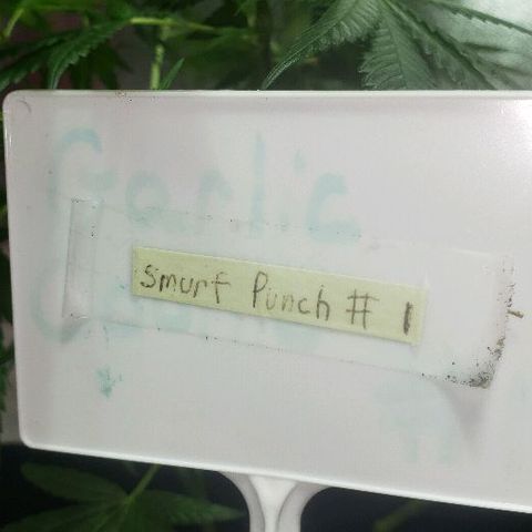 Smurf Punch F1 #3 (Female)  growlog timeline photo