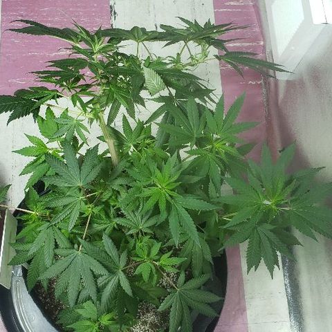 Smurf Punch F1 #3 (Female)  growlog timeline photo