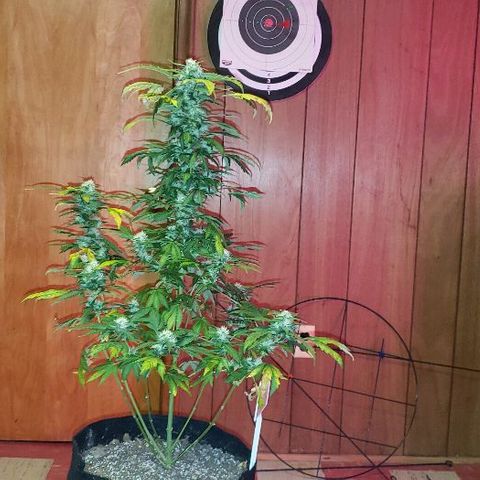 King Tut #3 Fem growlog timeline photo