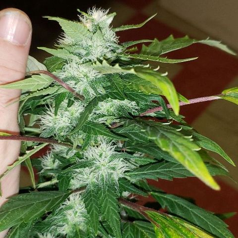 King Tut #3 Fem growlog timeline photo