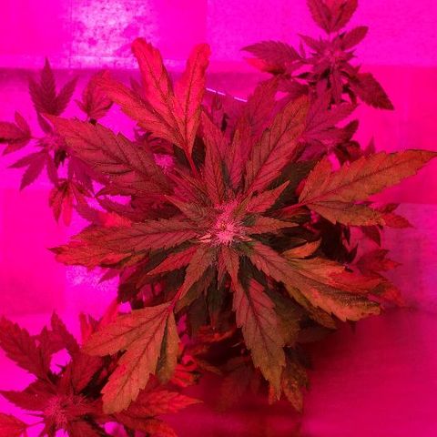King Tut #3 Fem growlog timeline photo