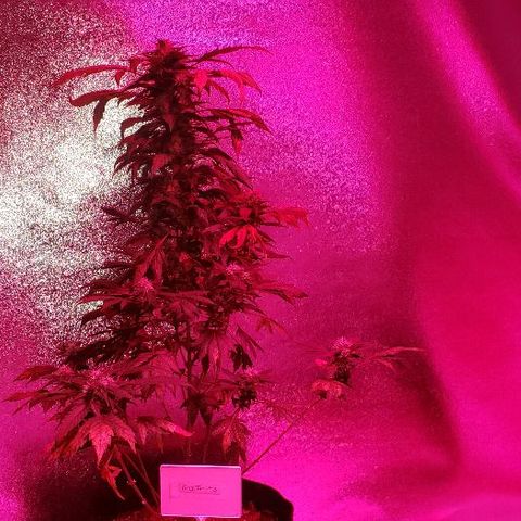 King Tut #3 Fem growlog timeline photo