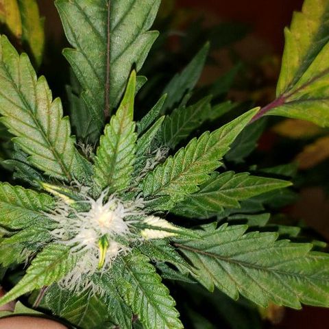 King Tut #3 Fem growlog timeline photo