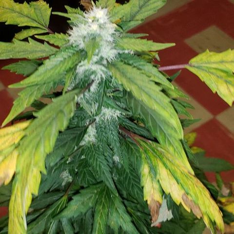 King Tut #3 Fem growlog timeline photo