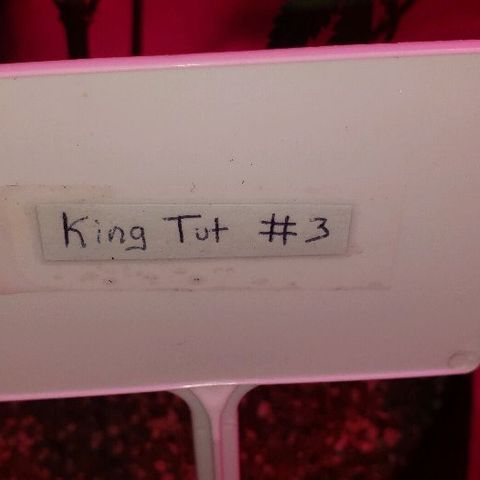 King Tut #3 Fem growlog timeline photo