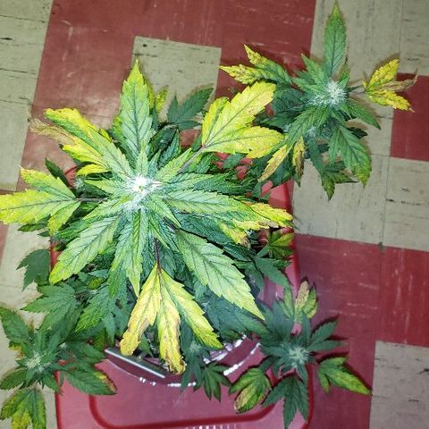 King Tut #3 Fem growlog timeline photo