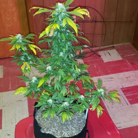 King Tut #3 Fem growlog timeline photo