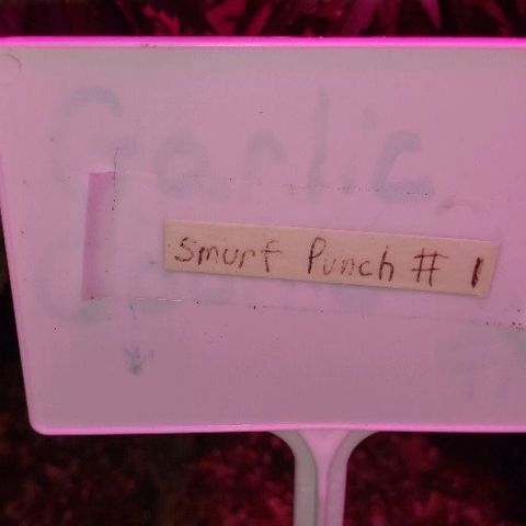 Smurf Punch F1 #3 (Female)  growlog timeline photo
