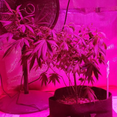 Smurf Punch F1 #3 (Female)  growlog timeline photo
