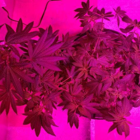 Smurf Punch F1 #3 (Female)  growlog timeline photo