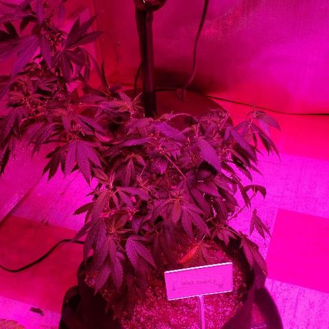 Smurf Punch F1 #3 (Female)  growlog timeline photo