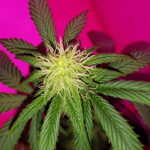 Ghost Rider #2 (Clone#1) growlog timeline photo