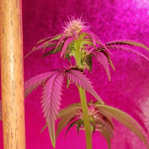 Ghost Rider #2 (Clone#1) growlog timeline photo