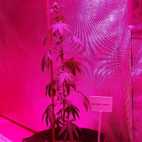 Ghost Rider #2 (Clone#1) growlog timeline photo