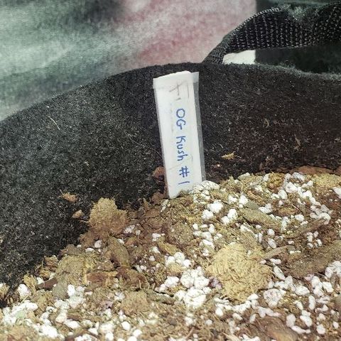 OG Kush #1 (Fem) growlog timeline photo