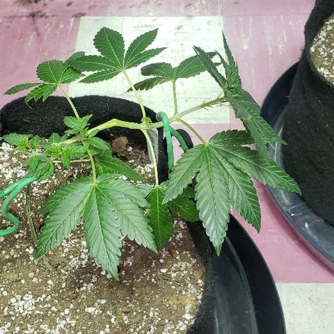OG Kush #1 (Fem) growlog timeline photo