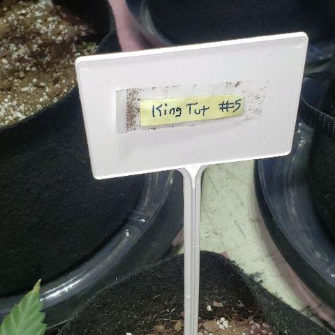 King Tut #5 (Fem)(momma) growlog timeline photo