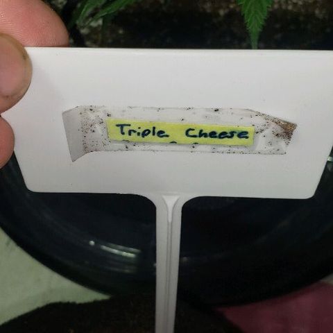Triple Cheese #1(Fem) growlog timeline photo