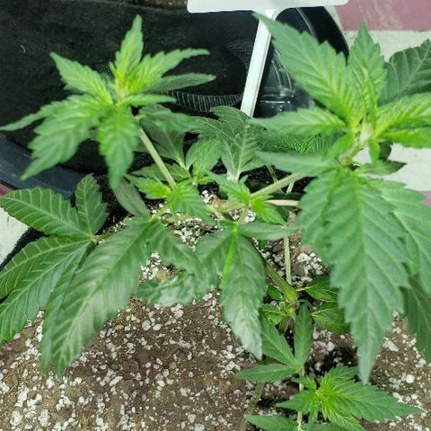 Triple Cheese #1(Fem) growlog timeline photo