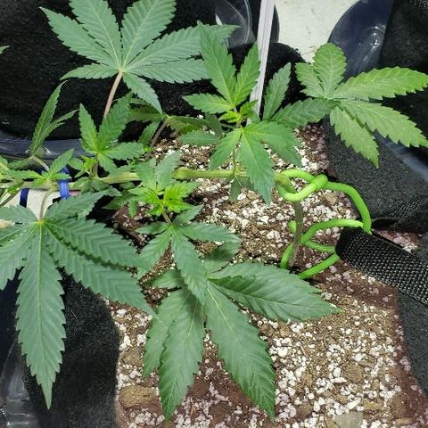 King Tut #5 (Fem)(momma) growlog timeline photo