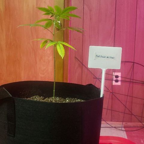 Red Diesel #1 (Fem) growlog timeline photo