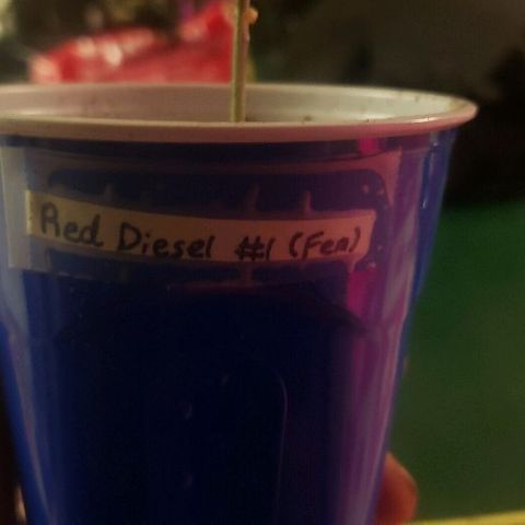 Red Diesel #1 (Fem) growlog timeline photo