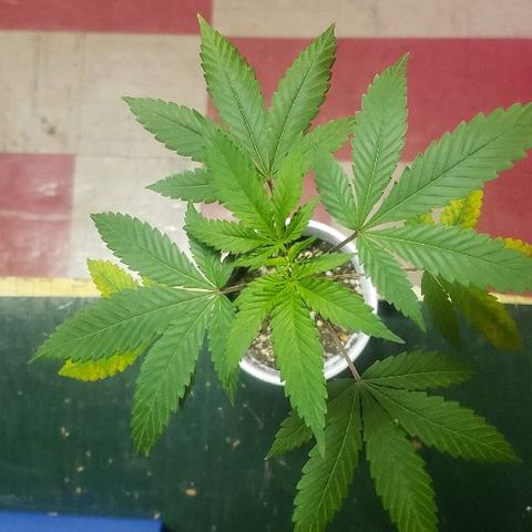 Red Diesel #1 (Fem) growlog timeline photo