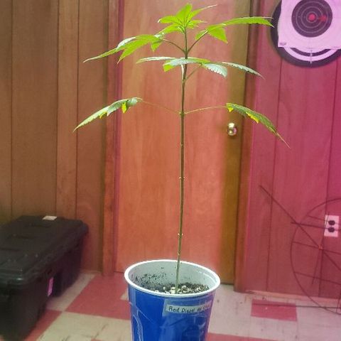 Red Diesel #1 (Fem) growlog timeline photo