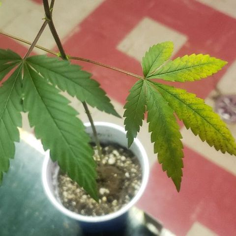 Red Diesel #1 (Fem) growlog timeline photo