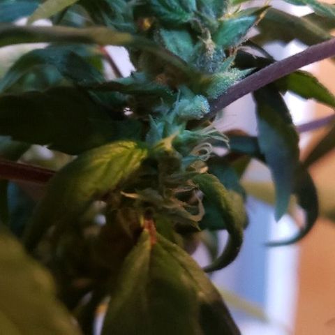 Smurf Punch F1 #3 (Female)  growlog timeline photo