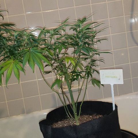 Smurf Punch F1 #3 (Female)  growlog timeline photo