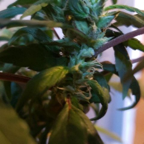 Smurf Punch F1 #3 (Female)  growlog timeline photo