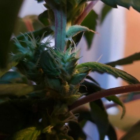 Smurf Punch F1 #3 (Female)  growlog timeline photo